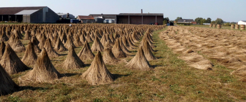 vlas op veld | Vlas isolatie als bio-ecologisch bouwmateriaal