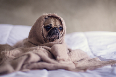 Koude puppy | Slimme thermostaat kopen: waarop letten